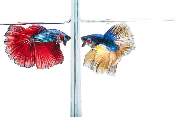 istock closeup beautiful fighting siam betta fish in aquarium 624912884