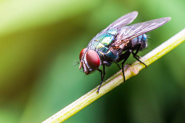 macro l'insetto con sfondo naturale e luce solare - mosca insetto foto e immagini stock