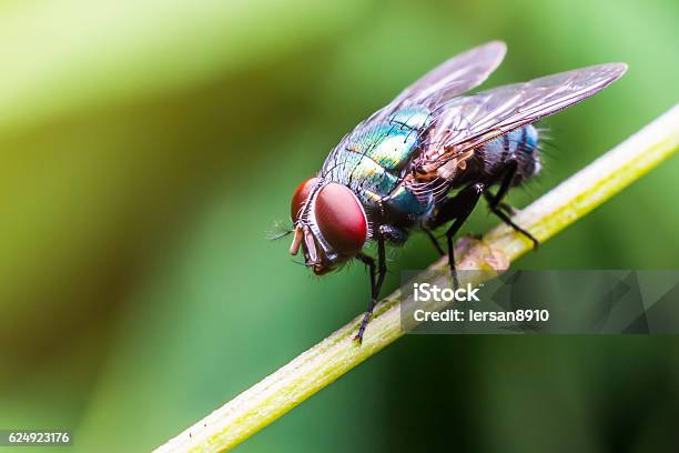 Macro The Insect With Nature Background And Sunlight Stock Photo - Download Image Now