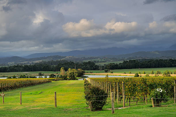 Yarra Valley vineyard in cloudy day