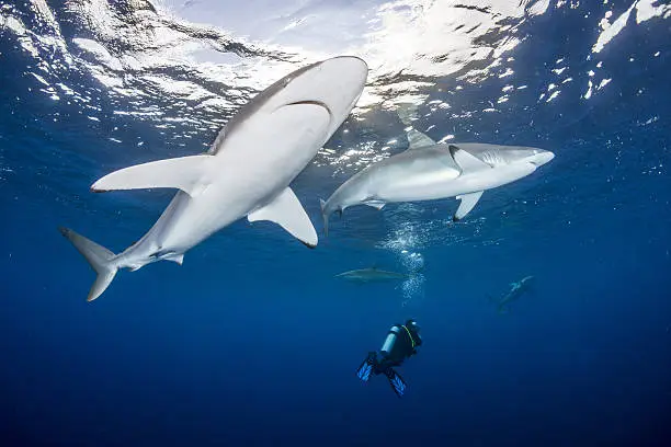 Photo of Shark divers