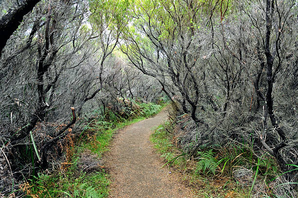 Hidden walkway through a dense witchy forest at Cape Otway National Park