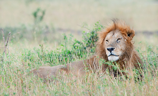 Lion having a rest. Lion (Panthera leo nubica), known as the East African or Massai Lion
