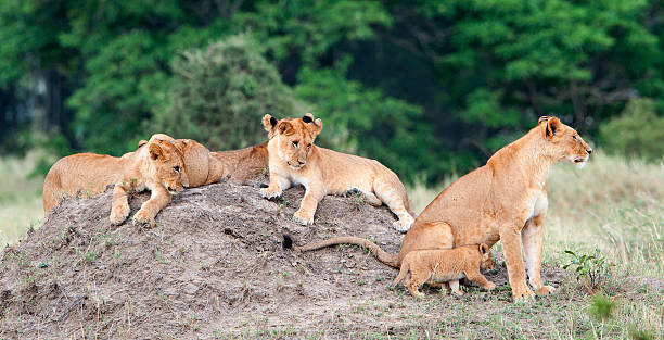 istock Group of young lions on the hill. 624923830