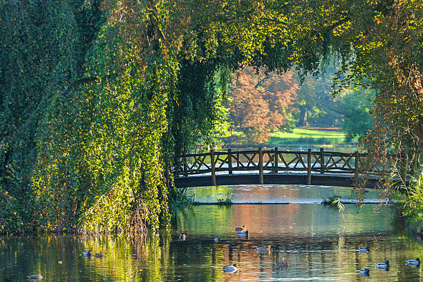 The park with a lake stretching into the distance, a wooden bridge, Netherlands