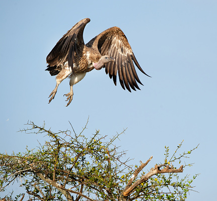Flying White-backed vulture (Gyps africanus)