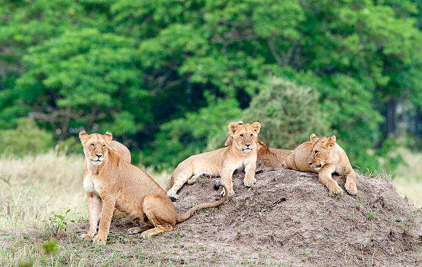 istock Group of young lions on the hill 624924508