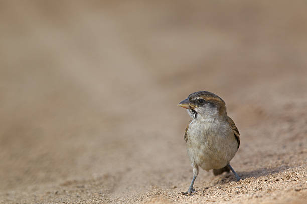 istock Adult Lago sparrow resting on the sandy floor. 624924820