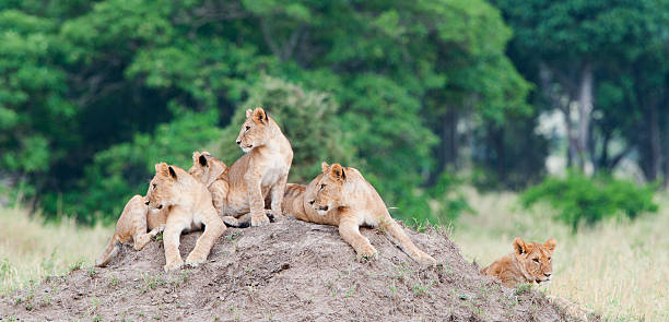 istock The young lions on the hill 624924824