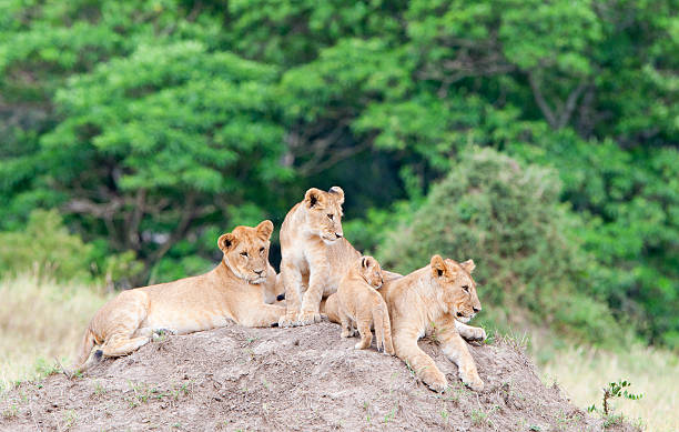 istock The young lions on the hill 624924904