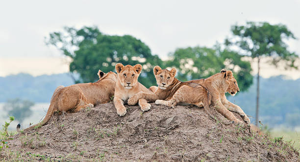 istock The young lions on the hill 624925034