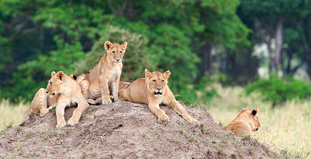 istock Group of young lions on the hill. 624925158
