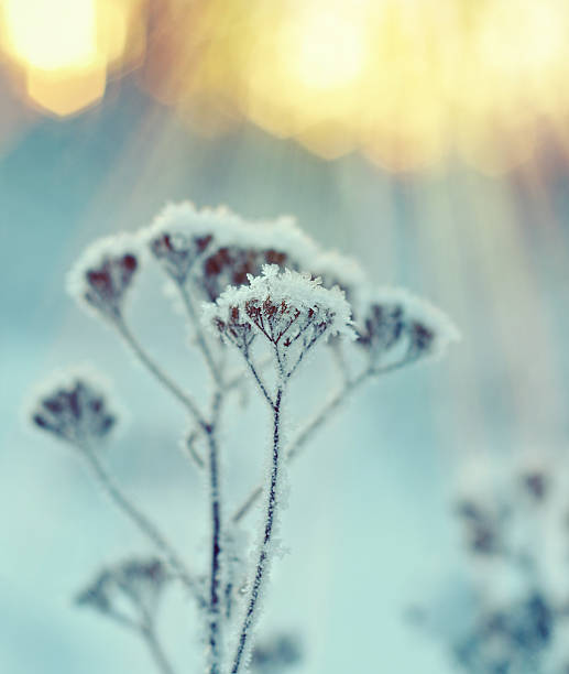 istock Winter landscape.Winter scene 624925296