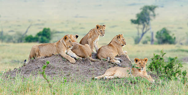 Group of young lions
