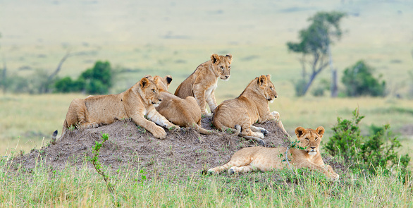 Group of young lions on the hill. The lion (Panthera leo nubica), known as the East African or Massai Lion
