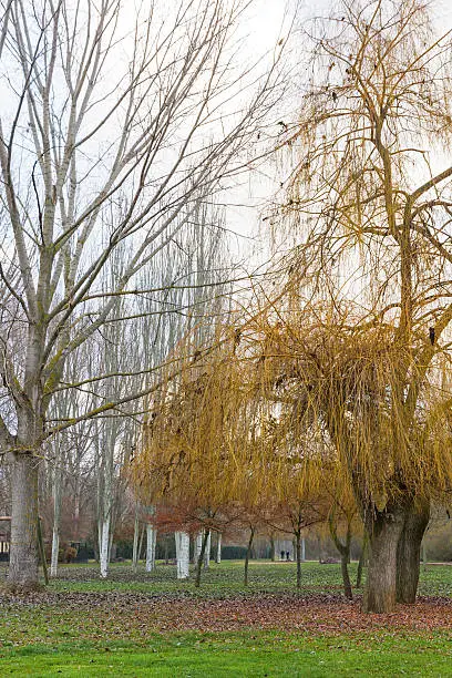 Park with leafless trees in winter - Park with leafless trees in winter