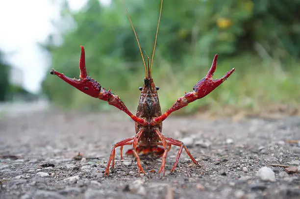 red swamp crawfish (Procambarus clarkii) poised for attack in the street