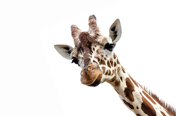 крупным планом жирафа изолированы на белом фоне - шея животного стоковые фото и изображения