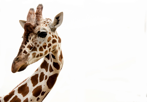 Closeup of a giraffe portrait Isolated on a White Background