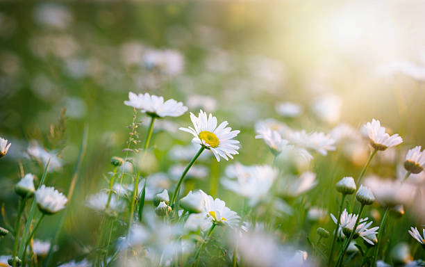 istock Flowers in meadow - daisy flowers 624927740