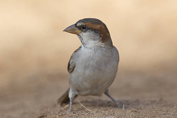 istock Adult Lago sparrow resting on the sandy floor. 624928326