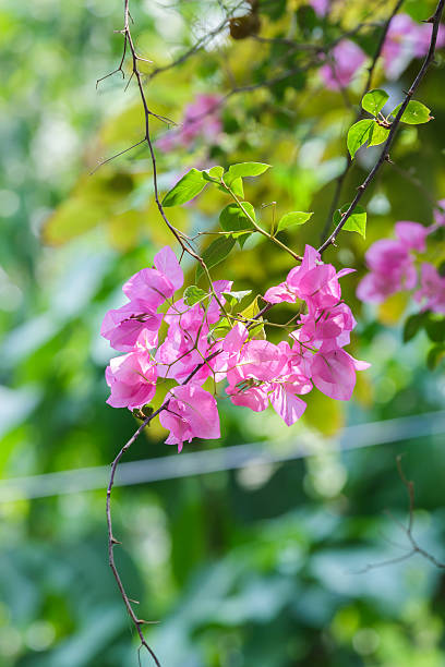 istock Bougainvillea Bouquet 624944650