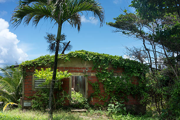 istock Old abandoned house along with trees and creeper plants, Trinida 624947598