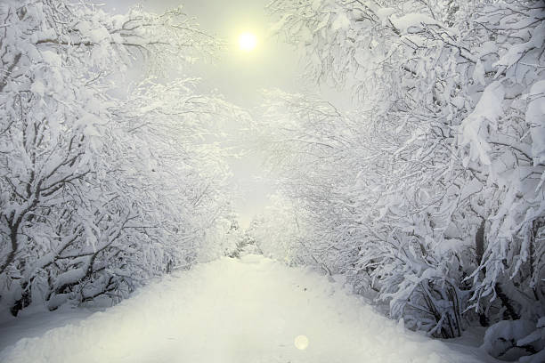 日照の冬の森 - ウィンターワンダーランド ストックフォトと画像