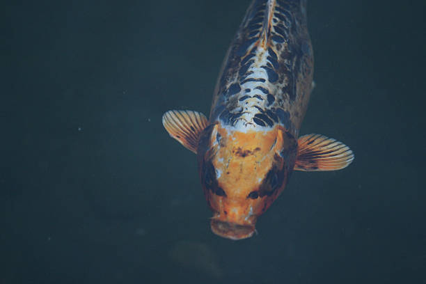 istock Koi fish in the pond 624948240