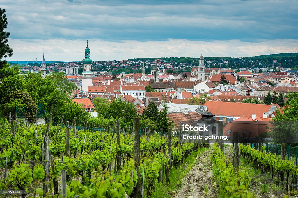 Vineyard View of a grape field. Sopron Stock Photo