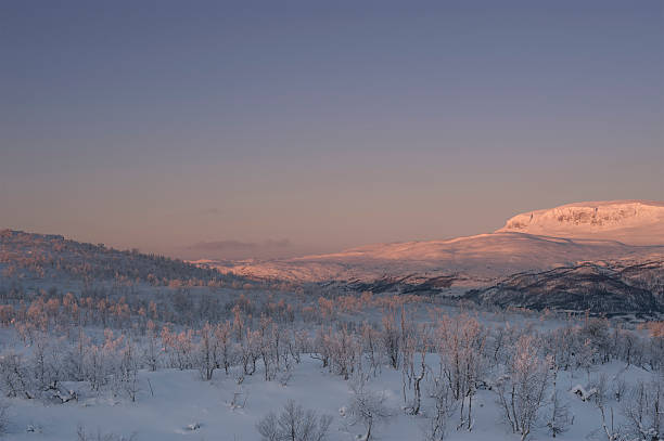 Snow-covered ground and frosted birch forest on winter morning