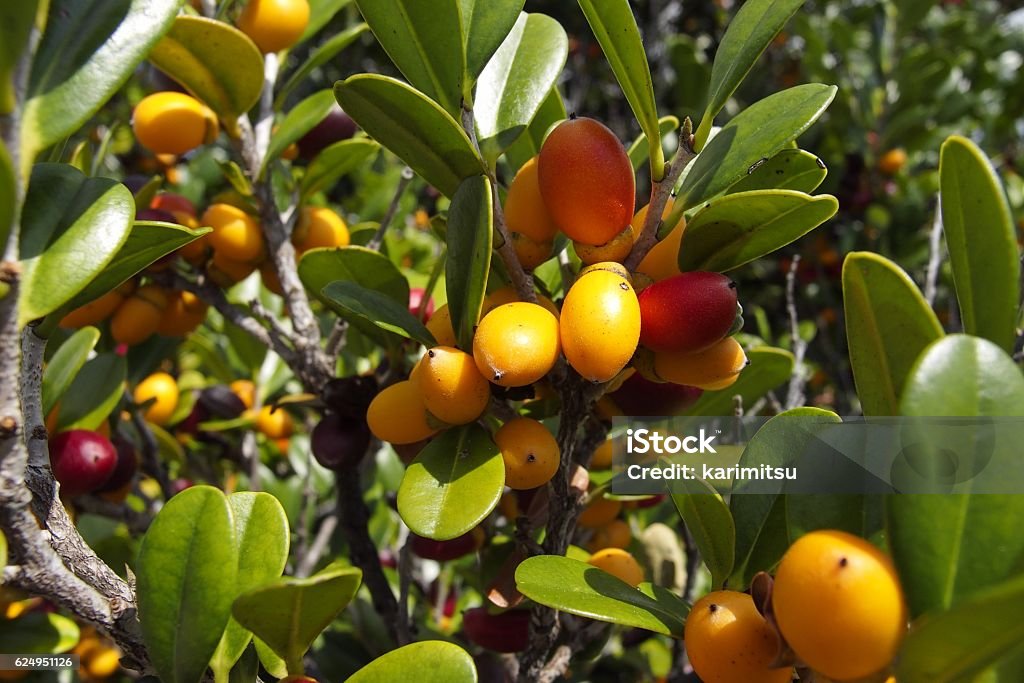 Diospyros ferrea,ryukyu ebony Fruit Ryukyu Ebony Fruit Bonsai Tree Stock Photo