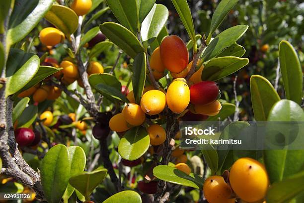 Diospyros Ferrea Ryukyu Ebony Fruit Stock Photo - Download Image Now - Bonsai Tree, Fishing Rod, Gardening