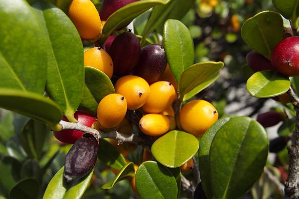 istock Diospyros ferrea,ryukyu ebony Fruit 624951286