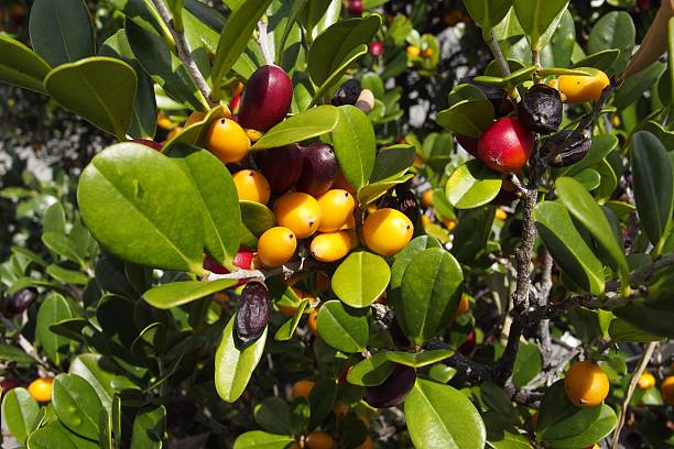 istock Diospyros ferrea,ryukyu ebony Fruit 624951362