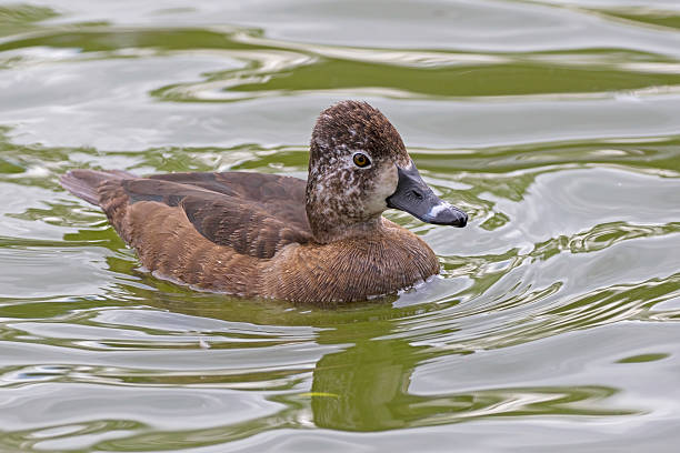 istock Duck at Los Angeles area park lake 624957072