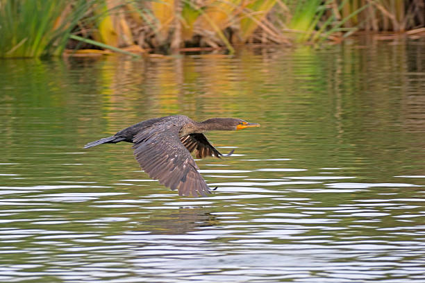istock Bird cormorant flying above Los Angeles River 624957412