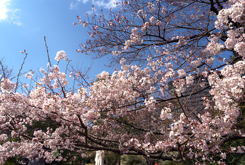 Sakura tree in Tokyo