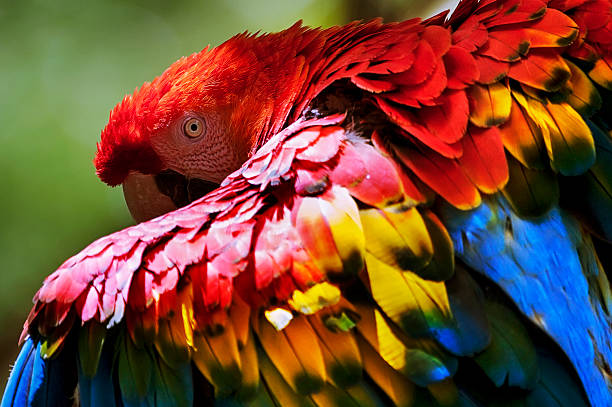 Arara-vermelha-grande | Red-and-green Macaw (Ara chloropterus) Close-up of a Red-and-green Macaw (Ara chloropterus) that hides behind its wing and shows its beautiful, colourful plumage. green winged macaw stock pictures, royalty-free photos & images