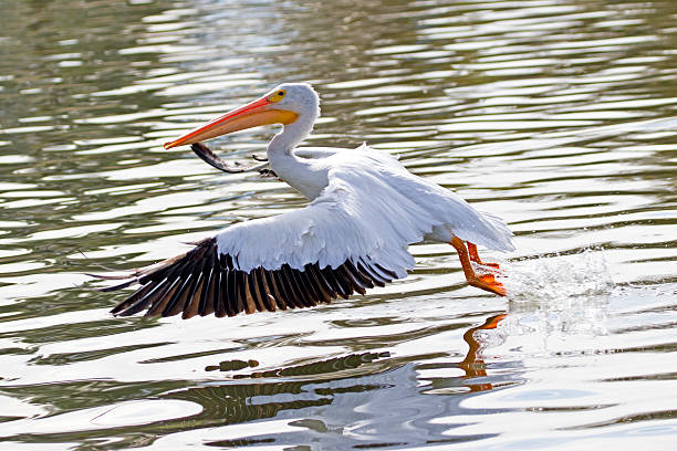 istock Pelican flying at Los Angeles lake 624958370