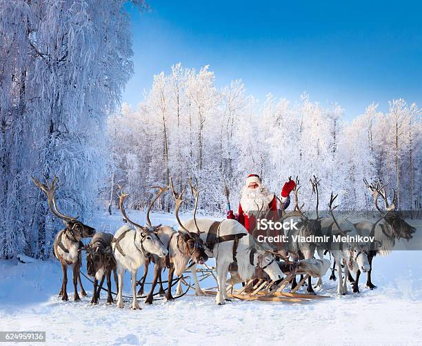 Photo libre de droit de Le Père Noël Et Ses Rennes En Forêt banque d'images et plus d'images libres de droit de Père Noël - Père Noël, Renne, Traîneau