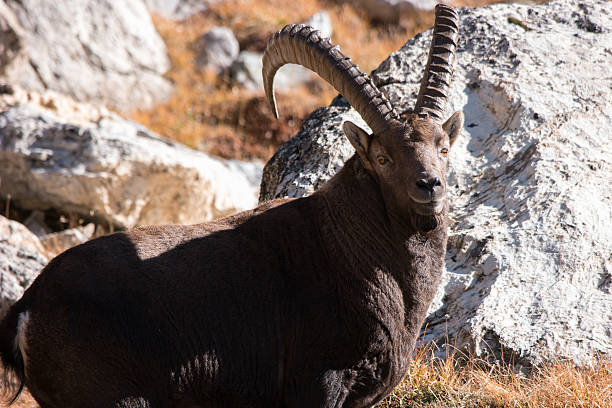 istock Ibex of the Vanoise 624959214