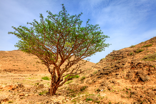 Frankincense tree growing in a desert near Salalah, Oman