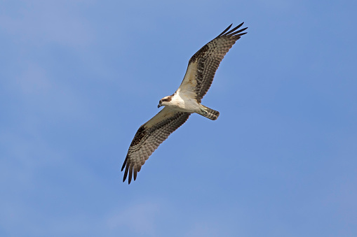 Bird of prey osprey flying high above Los Angeles River