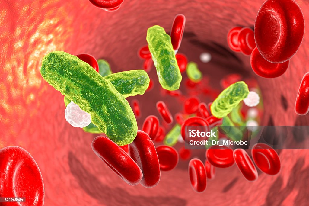 Sepsis, bacteria in blood Sepsis, bacteria in blood. 3D illustration showing rod-shaped bacteria in blood with red blood cells and leukocytes Sepsis Stock Photo
