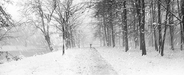 прогулка собаки в тумане - blizzard house storm snow стоковые фото и изображения