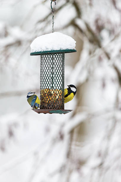istock Blue tits and a Great tit at a bird feeding 624967702