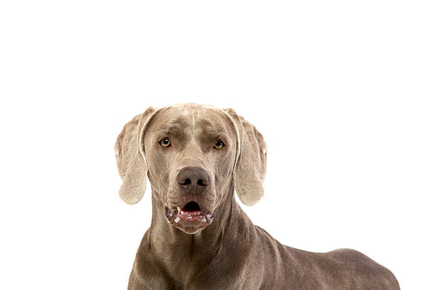 istock Weimaraner dog and black elevated dog bed 624967732