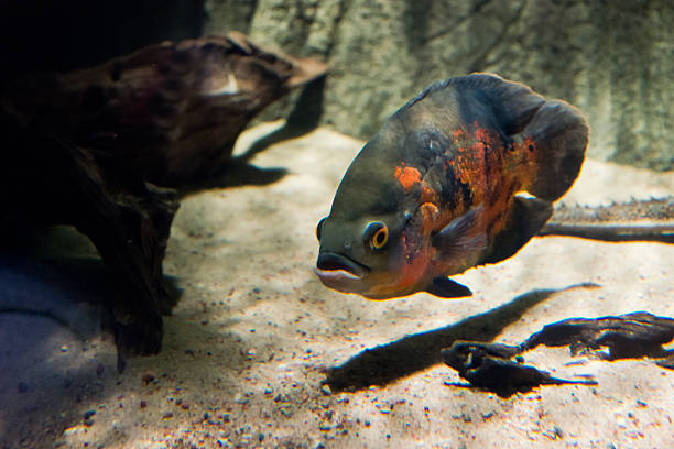 Oscar Fish - Astronotus ocellatus