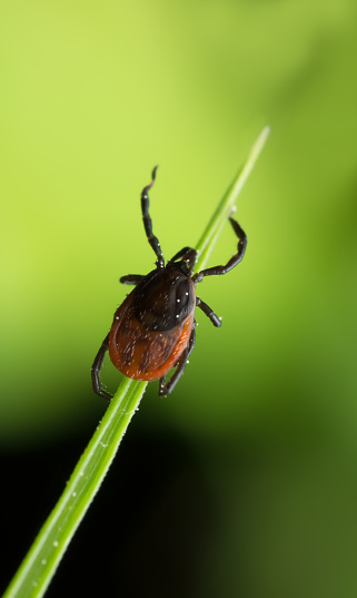 A billbug enjoys rays of the sun on a leave in the boreal forest.